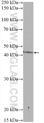ADORA2A Antibody in Western Blot (WB)