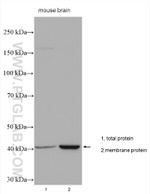 ADORA2A Antibody in Western Blot (WB)