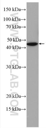 ADORA2A Antibody in Western Blot (WB)
