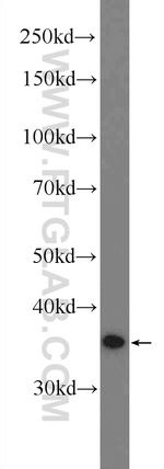 MEK6 Antibody in Western Blot (WB)
