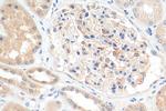Angptl4 Antibody in Immunohistochemistry (Paraffin) (IHC (P))