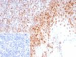 PCNA (Proliferating Cell Nuclear Antigen) (G1- and S-phase Marker) Antibody in Immunohistochemistry (Paraffin) (IHC (P))