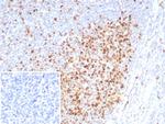 PCNA (Proliferating Cell Nuclear Antigen) (G1- and S-phase Marker) Antibody in Immunohistochemistry (Paraffin) (IHC (P))