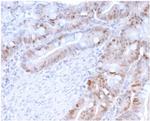 PCNA (Proliferating Cell Nuclear Antigen) (G1- and S-phase Marker) Monoclonal Antibody (PC5)