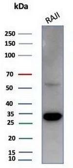 PCNA (Proliferating Cell Nuclear Antigen) (G1- and S-phase Marker) Antibody in Western Blot (WB)