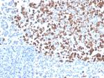 PCNA (Proliferating Cell Nuclear Antigen) (G1- and S-phase Marker) Monoclonal Antibody (PCNA/4540)