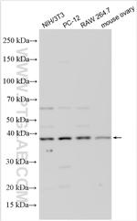p38 MAPK Antibody in Western Blot (WB)