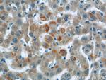 Sprr2i Antibody in Immunohistochemistry (Paraffin) (IHC (P))