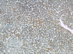 Sprr2i Antibody in Immunohistochemistry (Paraffin) (IHC (P))