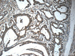 RAF1 Antibody in Immunohistochemistry (Paraffin) (IHC (P))