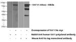 RAF1 Antibody in Western Blot (WB)