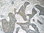 TMPRSS3 Antibody in Immunohistochemistry (Paraffin) (IHC (P))