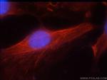 JNK2 Antibody in Immunocytochemistry (ICC/IF)