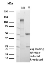 EGFL7 (Tumor Angiogenesis Marker) Antibody in SDS-PAGE (SDS-PAGE)