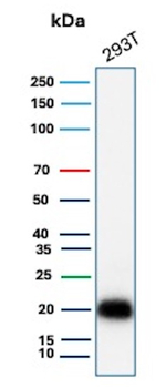 EGFL7 (Tumor Angiogenesis Marker) Antibody in Western Blot (WB)