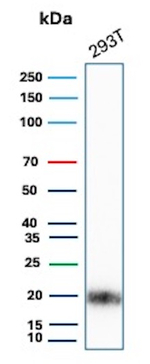 EGFL7 (Tumor Angiogenesis Marker) Antibody in Western Blot (WB)