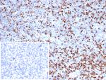 LEF1/TCF1 alpha (Transcription Factor) Antibody in Immunohistochemistry (Paraffin) (IHC (P))