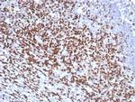 LEF1/TCF1 alpha (Transcription Factor) Recombinant Mouse Monoclonal Antibody (rLEF1/8854)