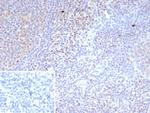 LEF1/TCF1 alpha (Transcription Factor) Recombinant Rabbit Monoclonal Antibody (LEF1/9403R)