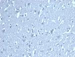 LEF1/TCF1 alpha (Transcription Factor) Antibody in Immunohistochemistry (Paraffin) (IHC (P))