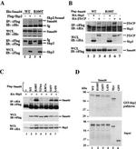 SKP2 Antibody in Western Blot (WB)