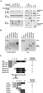 SKP2 Antibody in Western Blot (WB)