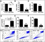 SKP2 Antibody in Western Blot (WB)