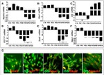SKP2 Antibody in Immunocytochemistry (ICC/IF)