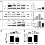 SKP2 Antibody in Western Blot (WB)