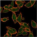 ZNF639/ZASC1 (Transcription Factor) Antibody in Immunocytochemistry (ICC/IF)