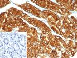 Claudin 18.2 Recombinant Rabbit Monoclonal Antibody (CLDN18.2/7300R)