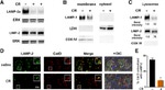 LAMP-2A Antibody in Western Blot (WB)