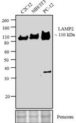 LAMP-2A Polyclonal Antibody (AMC2)