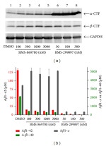 beta Amyloid Antibody in Western Blot (WB)