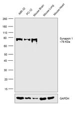 Synapsin 1 Polyclonal Antibody