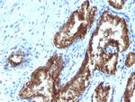 TDP2/EAPII Monoclonal Antibody (TDP2/1258)