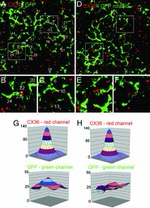 Connexin 36 Antibody in Immunohistochemistry, Immunocytochemistry (IHC, ICC/IF)