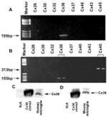 Connexin 36 Antibody in Western Blot (WB)