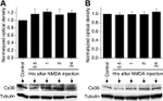 Connexin 36 Antibody in Western Blot (WB)