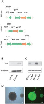 Connexin 36 Antibody in Western Blot (WB)