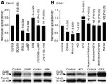 Connexin 36 Antibody in Western Blot (WB)
