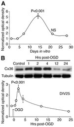 Connexin 36 Antibody in Western Blot (WB)