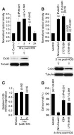 Connexin 36 Antibody in Western Blot (WB)