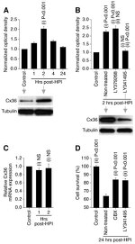 Connexin 36 Antibody in Western Blot (WB)