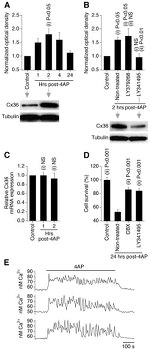 Connexin 36 Antibody in Western Blot (WB)