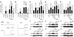 Connexin 36 Antibody in Western Blot (WB)