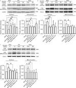 Connexin 36 Antibody in Western Blot (WB)