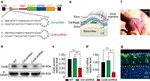 Connexin 36 Antibody in Western Blot (WB)