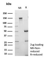 CD203c/ENPP3 (Basophil Marker) Antibody in SDS-PAGE (SDS-PAGE)