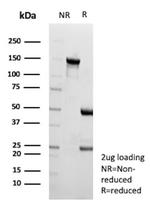 CD203c/ENPP3 (Basophil Marker) Antibody in SDS-PAGE (SDS-PAGE)